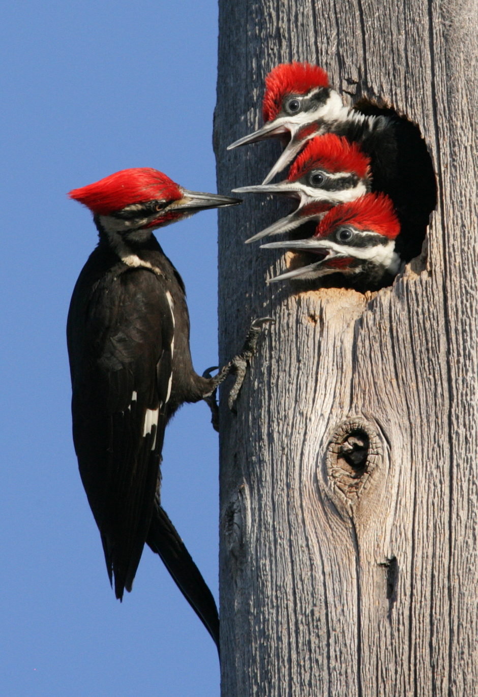 pileated woodpecker stuffed animal