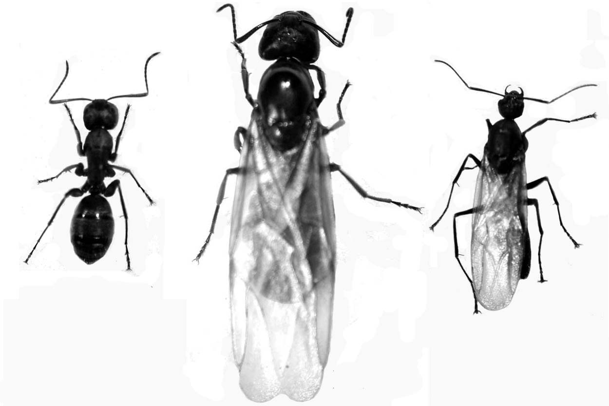Carpenter Ants - Muskoka Pest Control